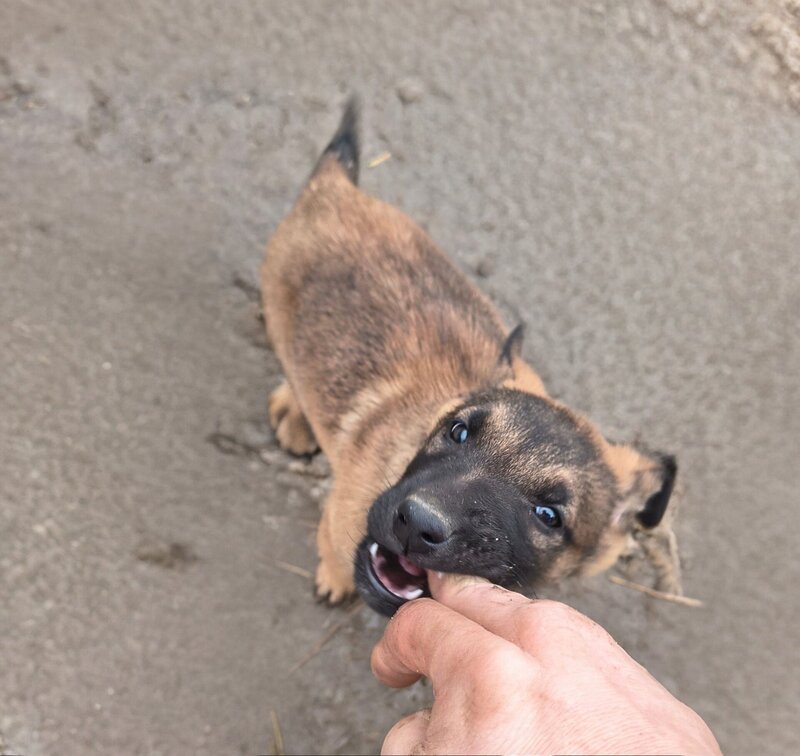Ciobanesc Belgian Malinois
