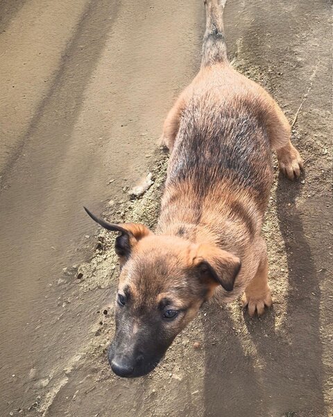 Ciobanesc Belgian Malinois