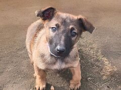 Ciobanesc Belgian Malinois