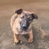 Ciobanesc Belgian Malinois